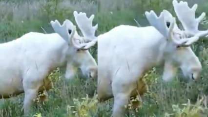 Редки бели елени! 