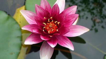 Как да се грижим за цветето лотос (водна лилия) у дома?