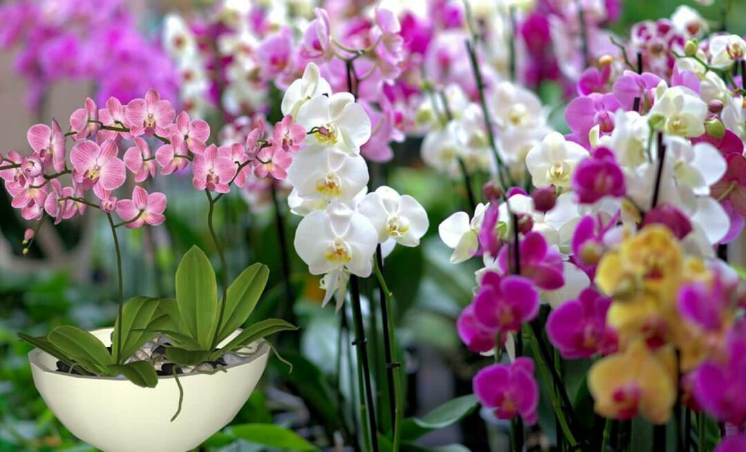 Как да се грижим за орхидеи? Как да размножаваме цветята на орхидеята? 5 неща, които цветята на орхидеите не харесват