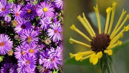 Какви цветя да засадим през есента? 5 растения, които можете да засадите през есента