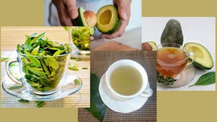 Какви са ползите от чая от листа от авокадо? Как да си направим чай от листа от авокадо?
