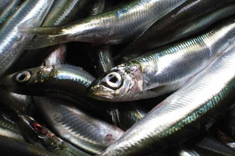 сардината има най-високата маслена стойност сред рибните видове