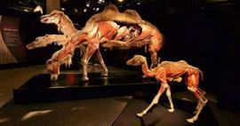 Изложбата по анатомия на истинските животни идва в Турция!