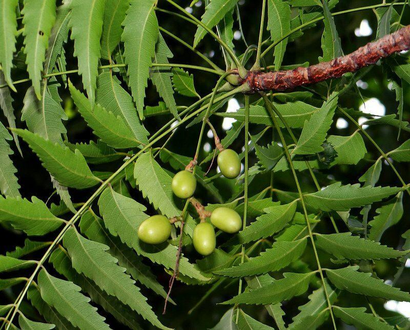 neem дърво се използва в алтернативната медицина от древни времена