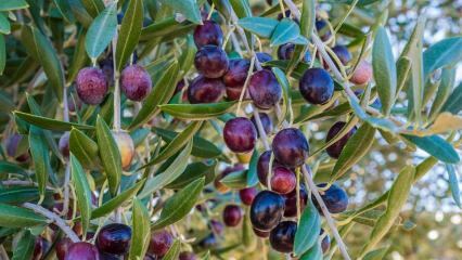 Какви са ползите от маслините? Как да консумираме маслинови листа? Ако погълнете маслинови семки ...