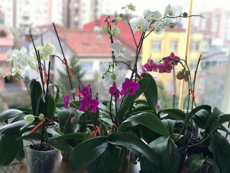 Как да се грижим за орхидеите? Как да поливате орхидея у дома? Метод за възраждане на орхидеите
