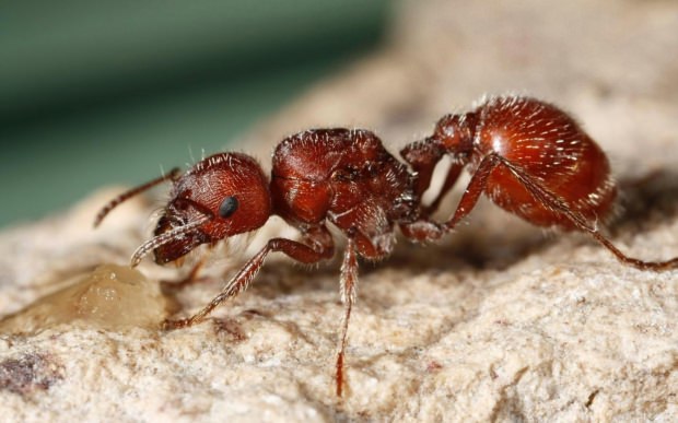 огнена мравка