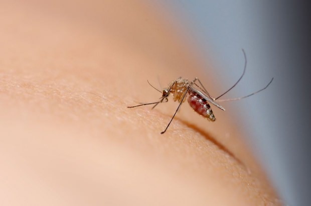 Как преминава ухапването от комар