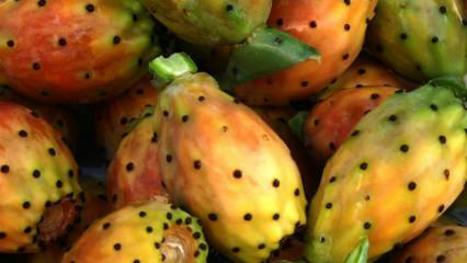 Изобретен е кактусов плодов оцет