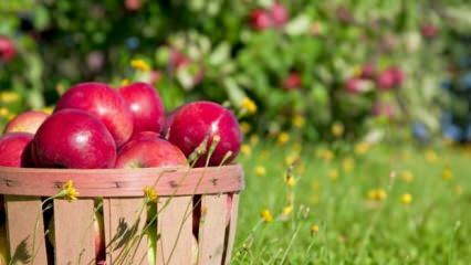 Съвети за запазване на ябълката свежа