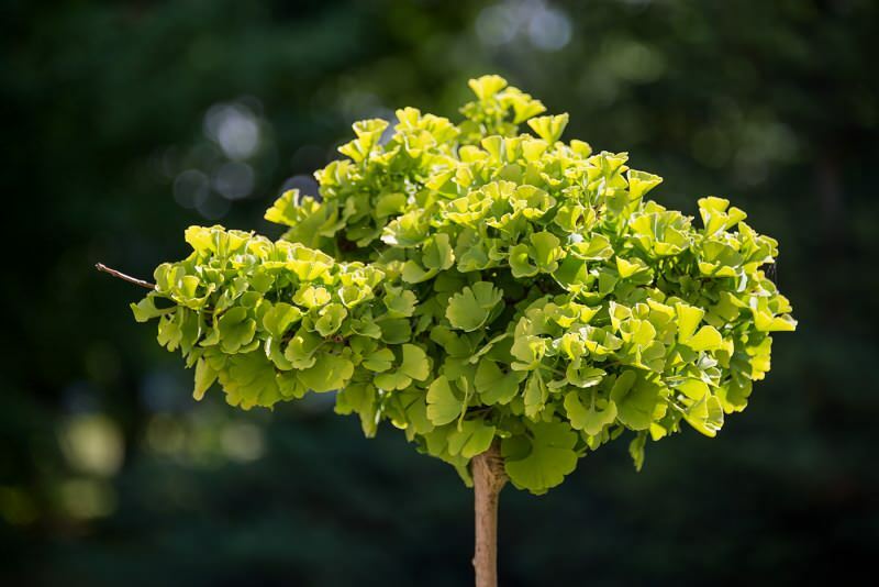 изображение на растението гинко билоба
