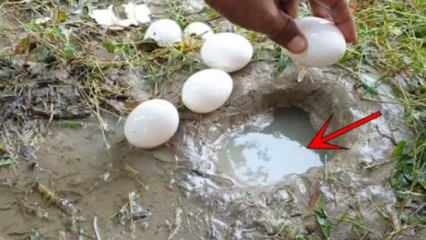 Феноменът на YouTube улови риба, като счупи яйце във водата! Ето удивителния резултат ...