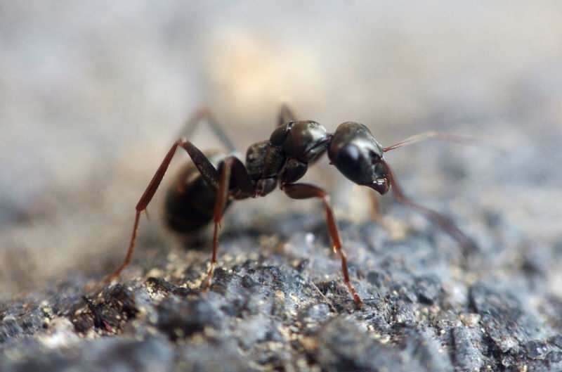 Ефективен метод за премахване на мравки у дома! Как мравките могат да бъдат унищожени без убиване?