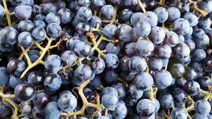 Какво е ароматно грозде и какви са неговите предимства?