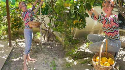 Певицата Tuğba Özerk събра лимони от дървото в собствената си градина!