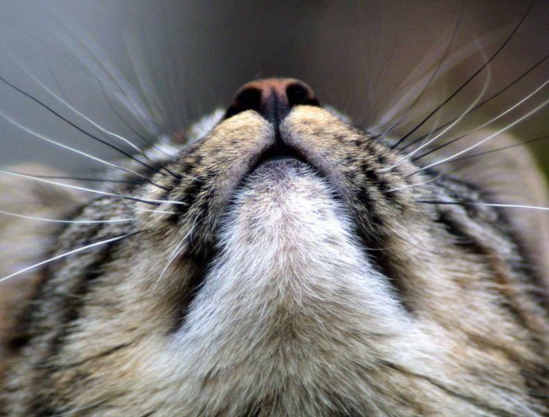 Защо мустаците на котките почерняват?