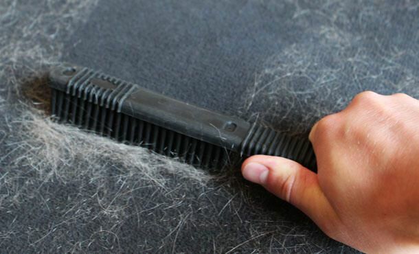 Как да почистите косата от котки и кучета?