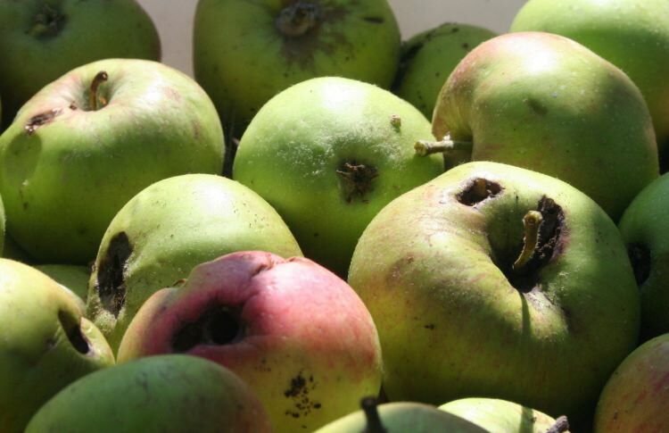Как да разбера, че плодът е здравословен?