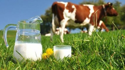 Какво е алергия към мляко? Кога алергията към мляко преминава при кърмачета? Алергия към краве мляко ...