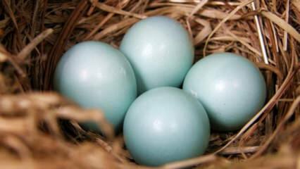 Какви са ползите от синьо зелено яйце?