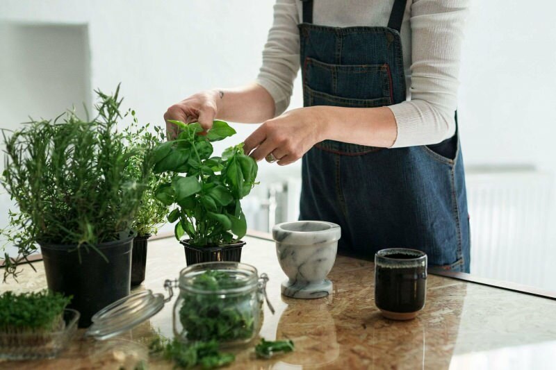 Как да отглеждаме растение у дома? 5 предложения за тези, които искат да отглеждат растения у дома със собствени средства