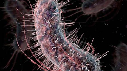 Как се предават месоядните бактерии? Какви са симптомите на месоядните бактерии и имат ли лечение?