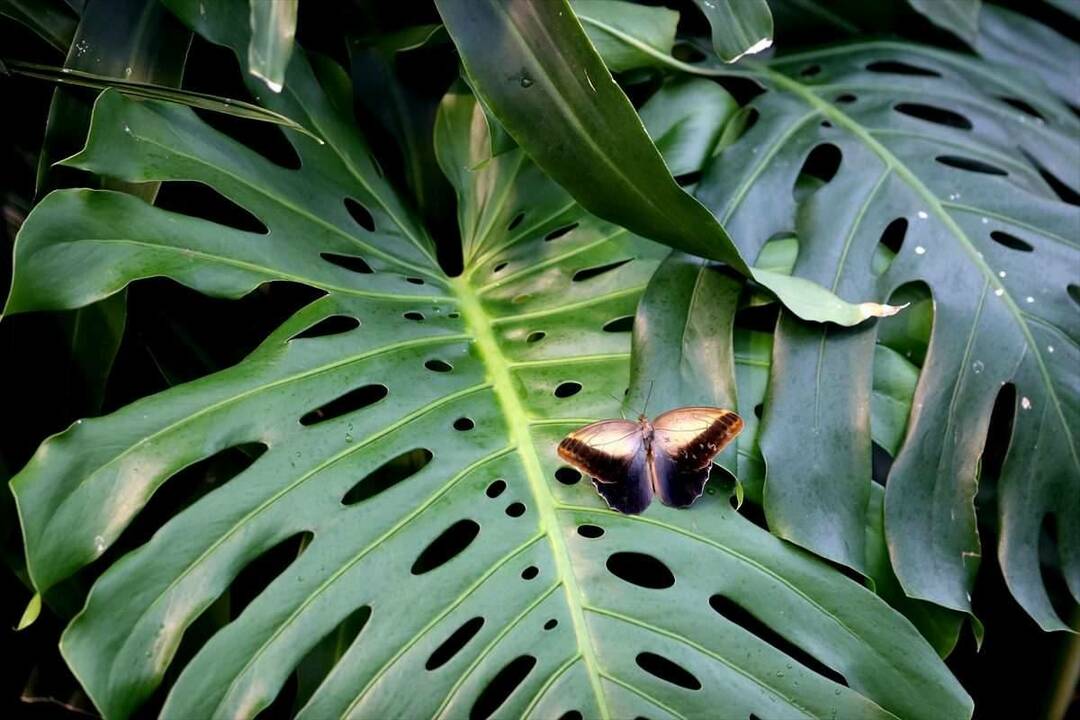 Голям интерес към градината на тропическите пеперуди Коня: 3 милиона посетители за 8 години