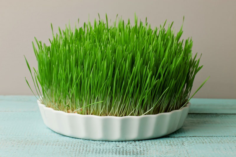 ечемичената трева е най-богатият източник на протеини в природата