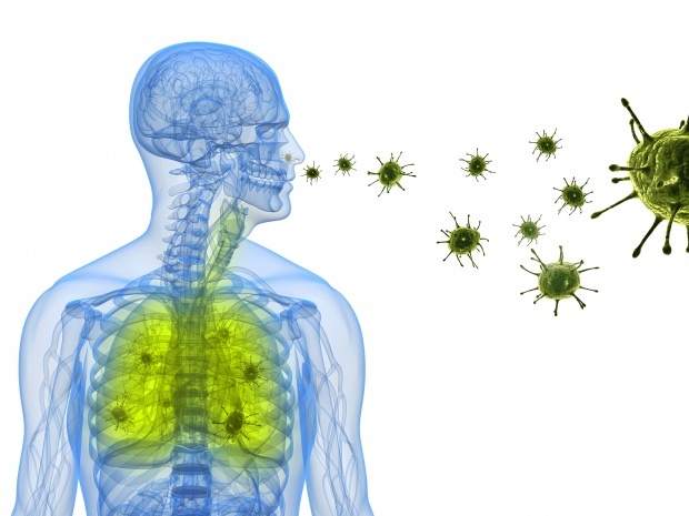 корона вирус се установява в носа през белите дробове