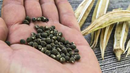 Какво е бамя семе, как да се използва бамя семена за отслабване?