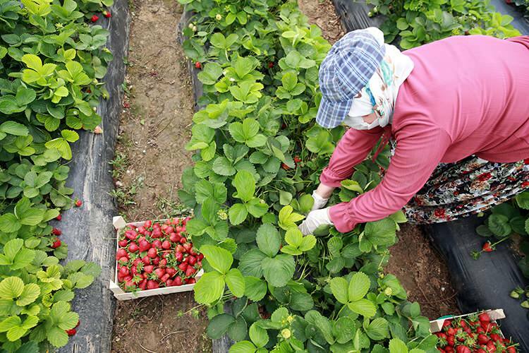 „Трудова борба“ на жените работнички в оранжерии с ягоди