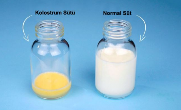 Какви са ползите от коластраното мляко за бебето? Разлики от кърмата