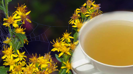 Какви са ползите от билката Altinbasak? Какво прави билковият чай Altinbasak?