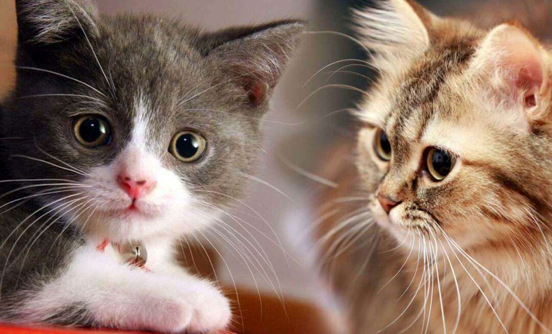 Какво правят мустаците на котките? Котките имат ли подрязани мустаци?