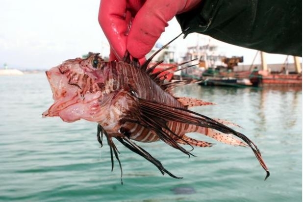 Отровна риба, уловена в Мерсин!