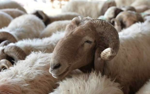 Какво трябва да се има предвид при закупуването на жертвени овце?