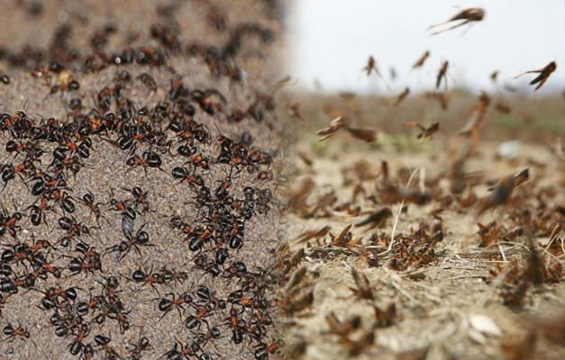 Къде е мравката инвазия? Нападане на мравки след заразяване с скакалец
