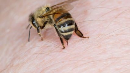 Какво представлява алергията към пчелите и какви са симптомите? Естествени методи, които са полезни за пчелните ужилвания