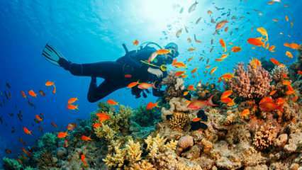 4 специални маршрута за подводно гмуркане! най-красивите места за гмуркане в Турция