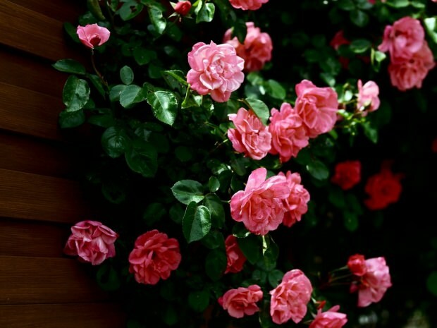 Как да търсите роза в саксия за цветя?