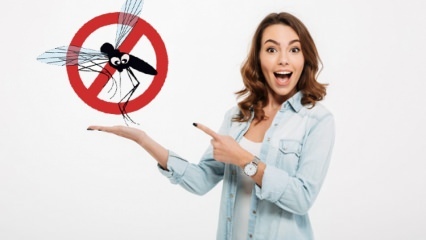 Какво се прави, за да се предотврати навлизането на мухи в къщата? Методи за отблъскване на муха ...