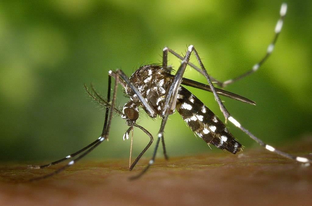 Aedes комар