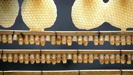 Какви са ползите от пчелното млечице? Използването на пчелно млечице! Тук е чудото, което укрепва имунитета ...